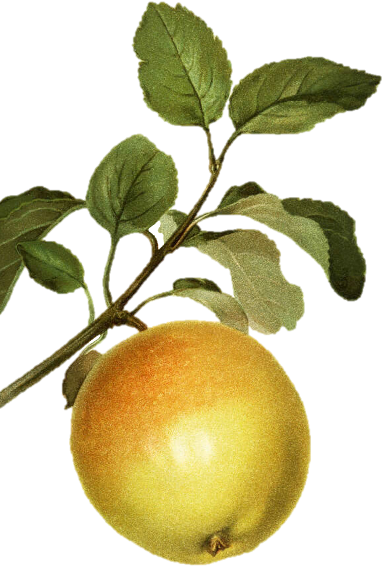 pere magloire pomme doublee feuilles pommier 1