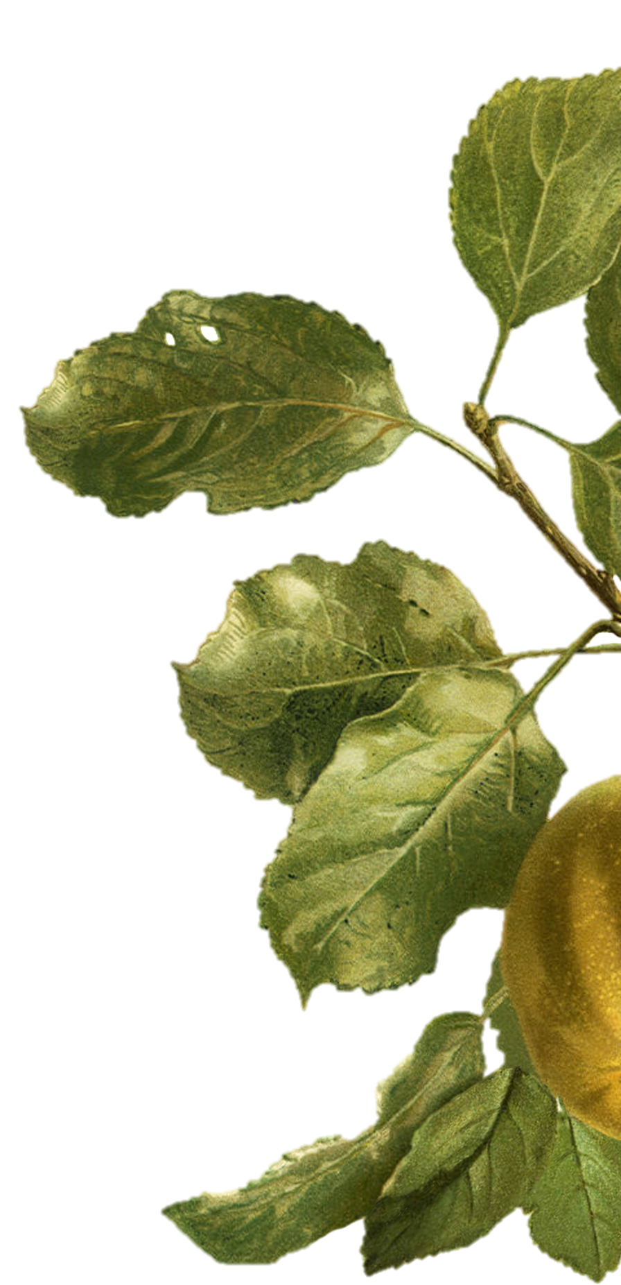 pere magloire pomme doublee feuilles pommier 2